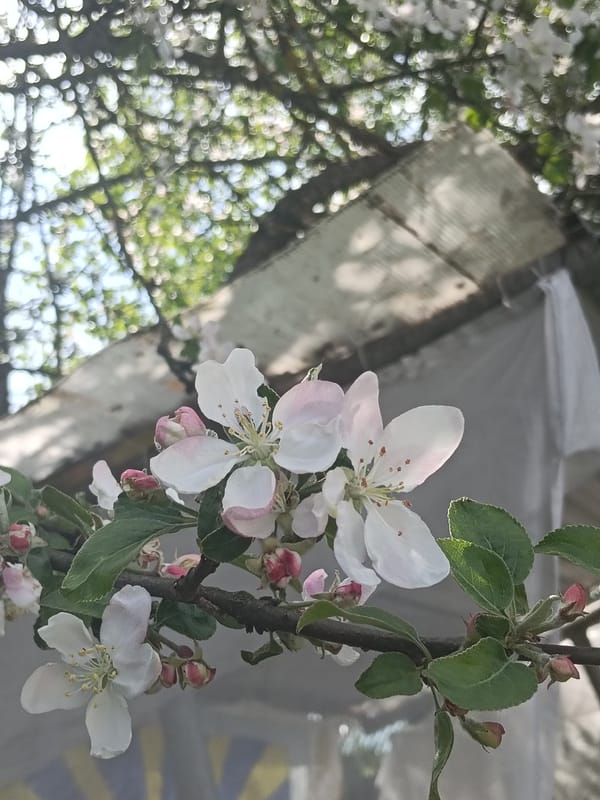Spring blooms and rural life documented in Красный Маяк