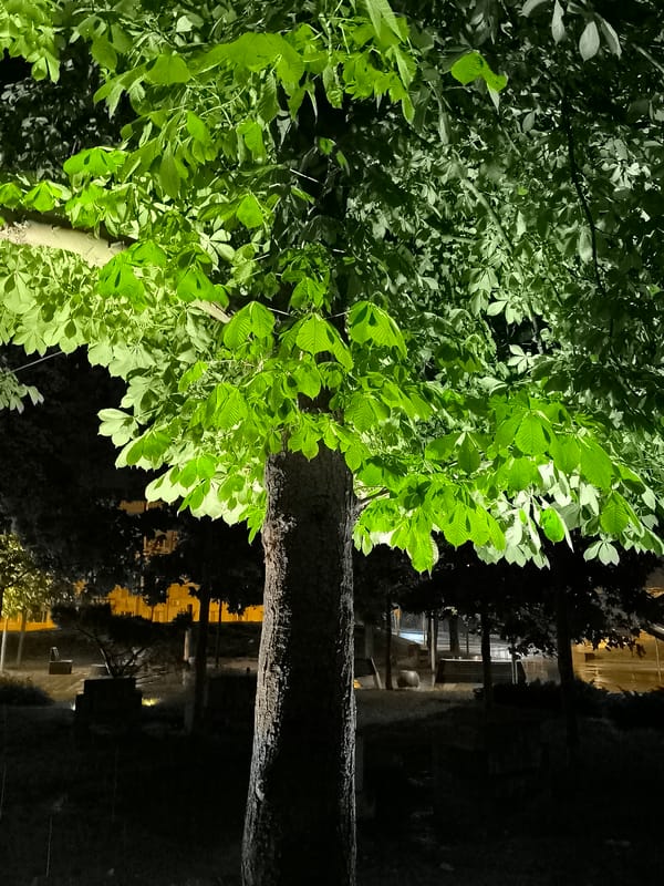 Rainy evening in a Dnipro park, nature and street details