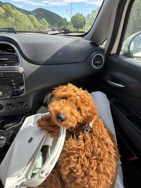 Dog rests on handbag in car passenger seat, Virpazar