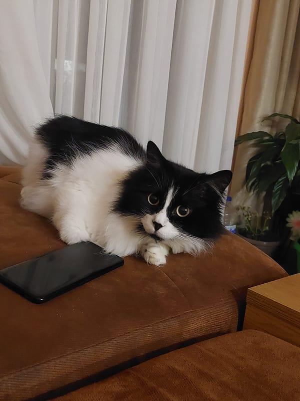 Cat photographed on sofa in Plovdiv, Bulgaria
