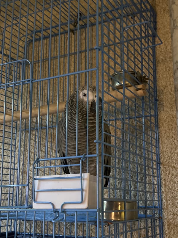 African Grey parrot in a blue cage, Nesebar