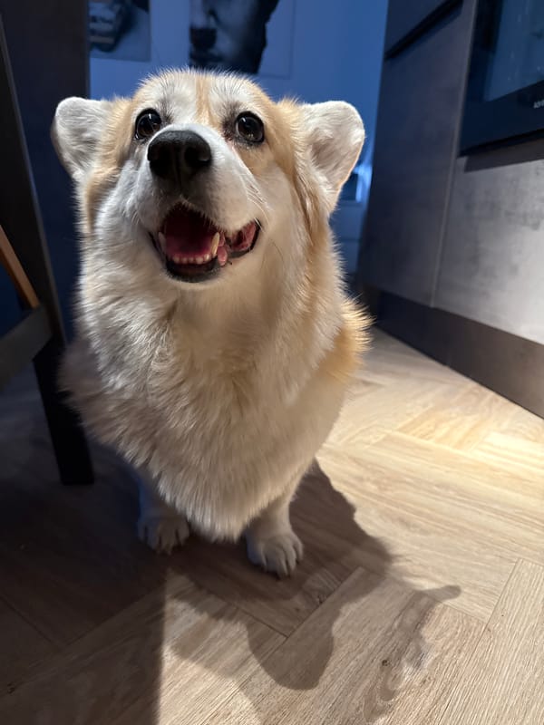 Corgi photographed in kitchen poses in Krasnoyarsk home