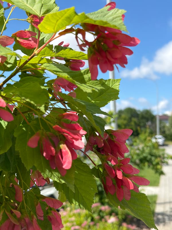 Summer morning stroll: neighborhood streets, forest paths, and wildflowers