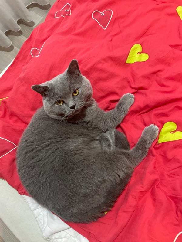 Gray cat rests on heart-patterned bedspread in Varna