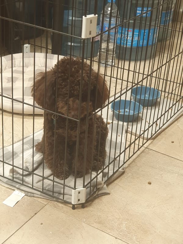 Dog rests in crate with supplies in Plovdiv