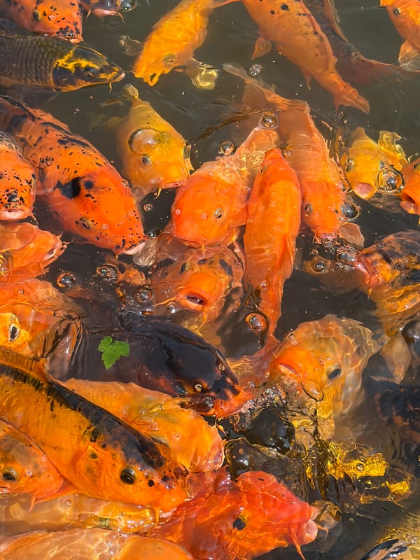 Koi and ducklings share a Krasnoyarsk park pond