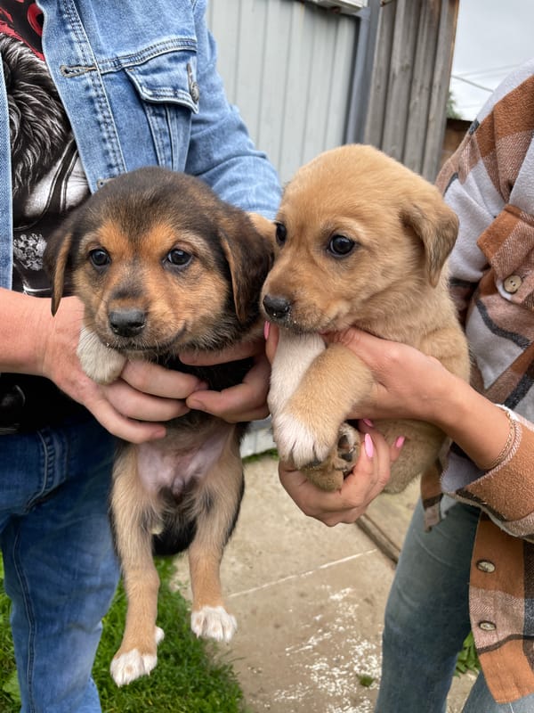 Two puppies held up together in rural Russia