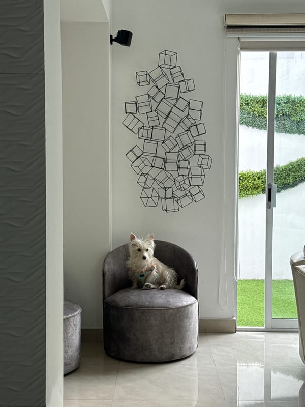 Small white dog spotted in chair in Mexican home