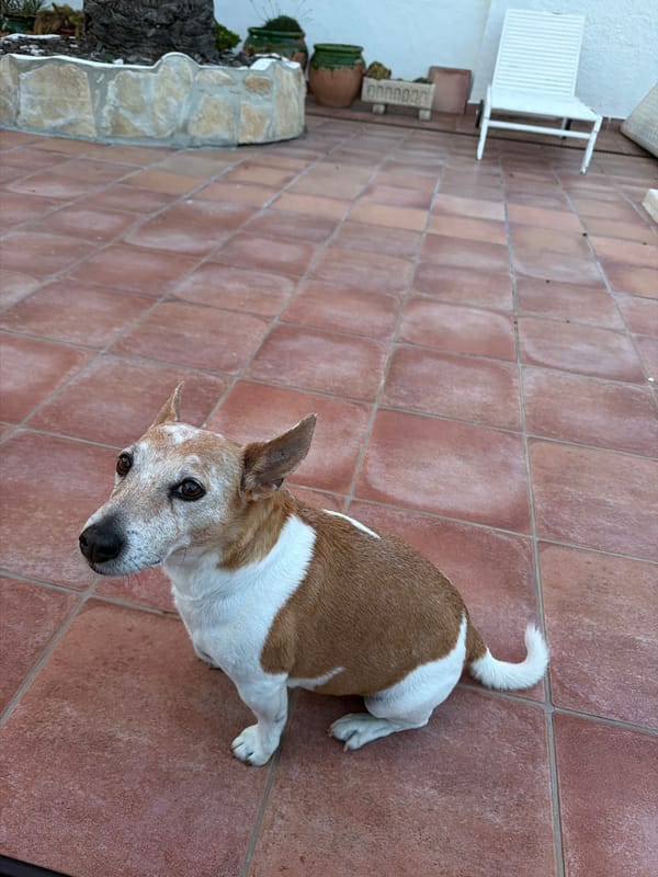 Jack Russell Terrier rests on tiles in Mont-roig del Camp