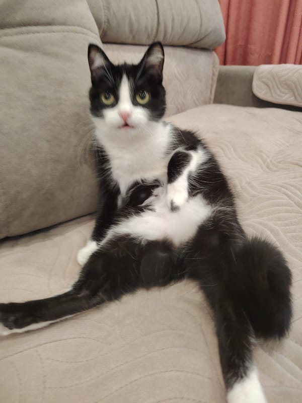 Domestic cats observed in routine indoor activities during afternoon