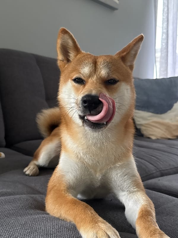 Boy and Shiba Inu share quiet morning moment