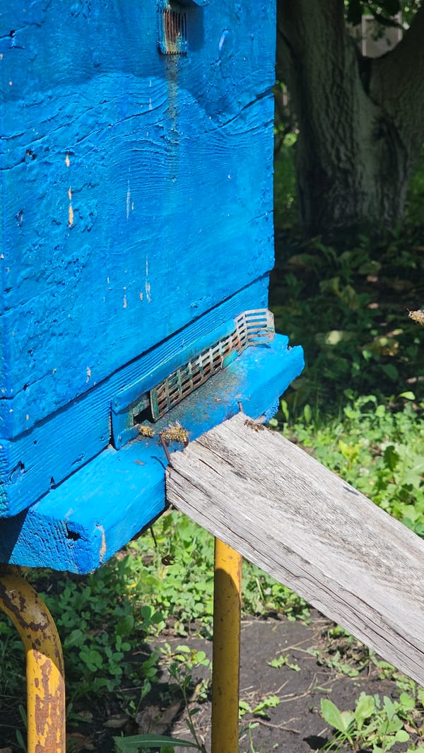 Beehives, fruit trees, and garden life in rural Romanovka