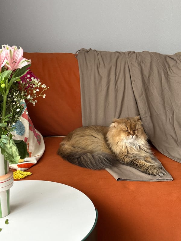 Cat rests on couch with flowers in indoor setting