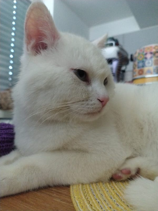 White cat rests indoors in Crauthem, Luxembourg