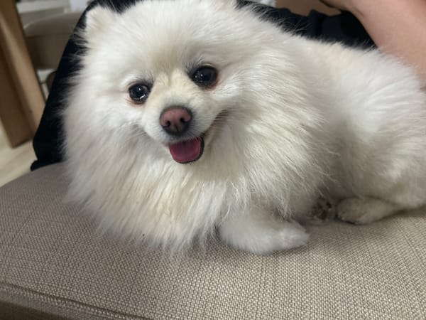 White Pomeranian chills on a couch in Varna