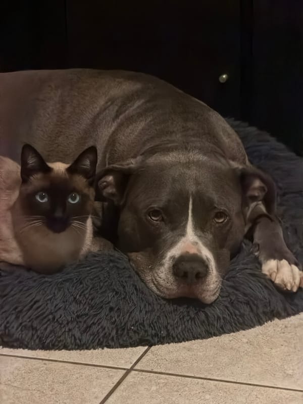 Dog and cat share cozy moment in Luxembourg home