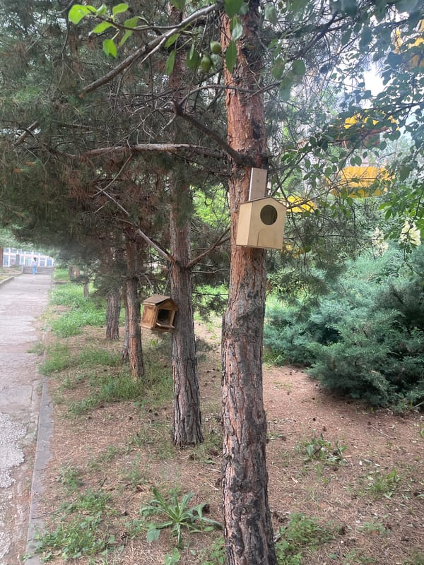Rusty Ferris wheel and birdhouse-lined path, mid-June afternoon