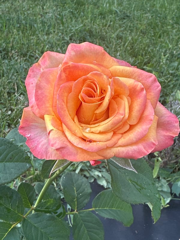Rain-covered roses in a Zvenyhorodka garden, July 2026