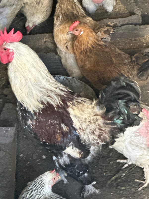 Everyday life in a Tobyl backyard on a bright summer morning