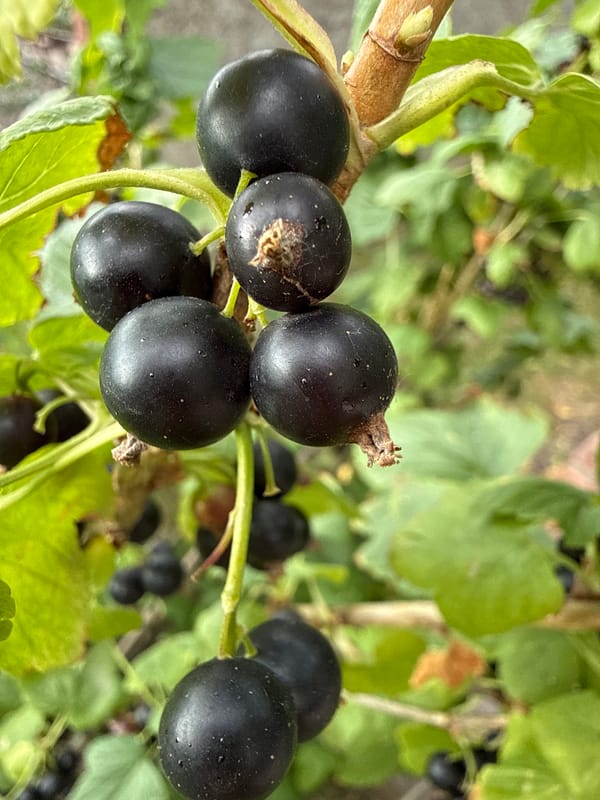 Afternoon in the garden: flowers, fruit, and backyard odds and ends