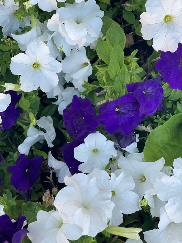 Summer afternoon around Orenburg's streets and gardens