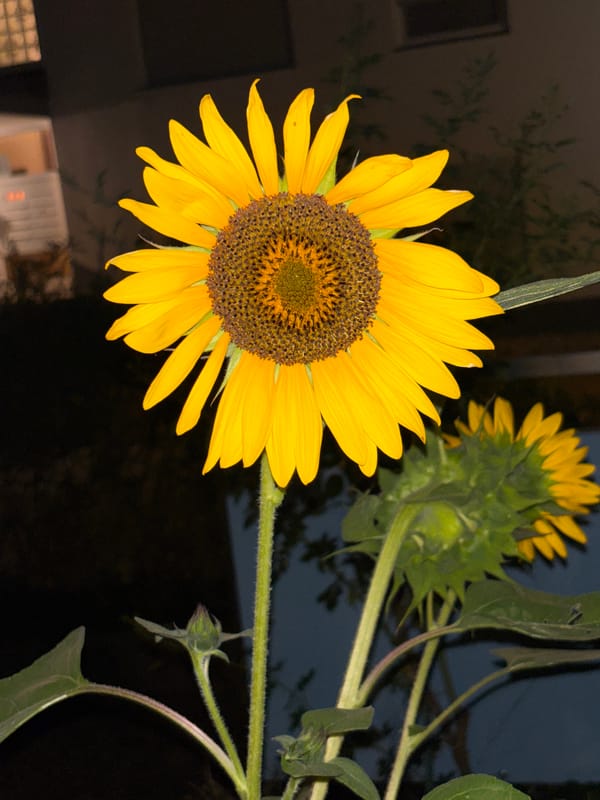 Nighttime garden flowers in Bad Dürkheim, Germany