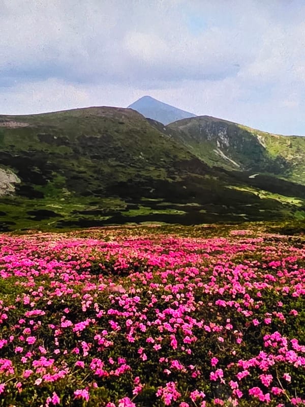 Alpine wildflowers and mountain lakes at golden hour
