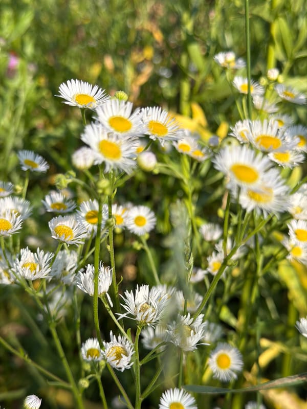 Roadside drive through summer scenery with wildflower stops