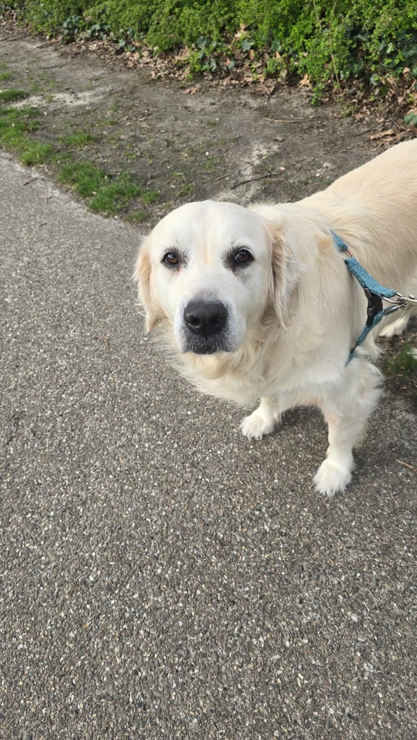 Two dogs spotted on streets in Helmond, Netherlands