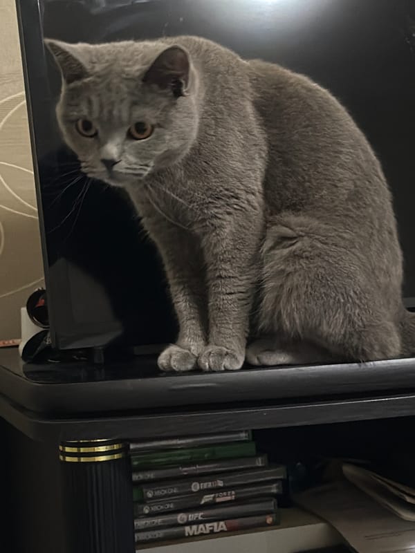 British Shorthair cat spotted on furniture in Dimitrovgrad home