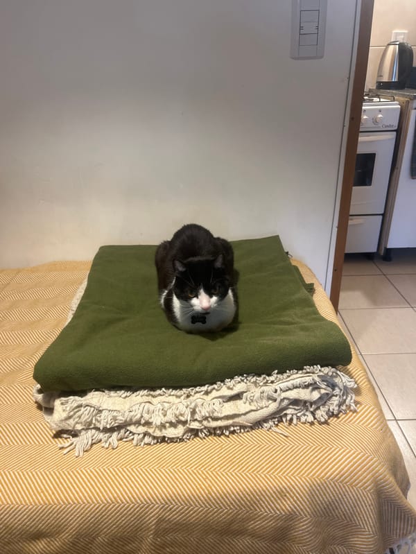 Cat rests on blankets in Ushuaia home