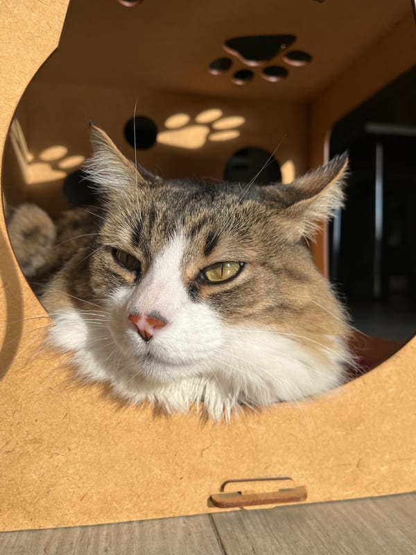 Cat in box, social media imagery captured in Buenos Aires