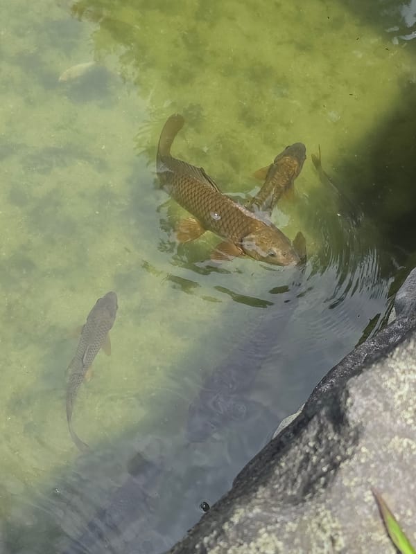 Carp gliding through a sunlit murky pond in Buyun-ri