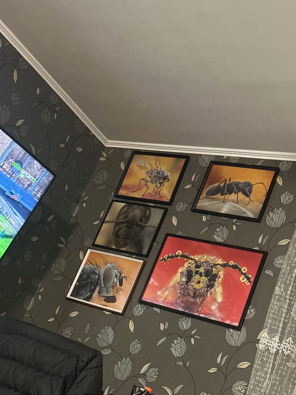Home interior features insect photography collection in Byala