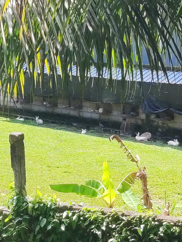 White rabbits spotted in hutched enclosure area in Ubud