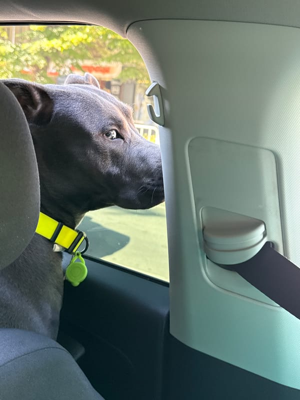 Dog with yellow collar looks out car window in Varna