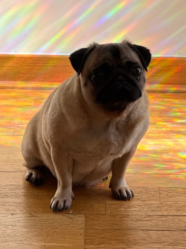 Afternoon at home with a pug and some casual portraits