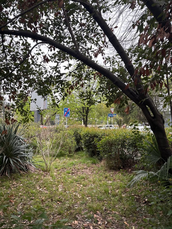 Spring afternoon stroll documented in Sochi public gardens