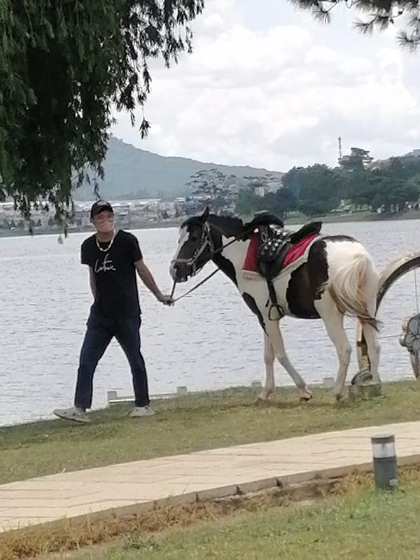 Lakeside horse rides and leisure at Xuan Huong Lake, Da Lat