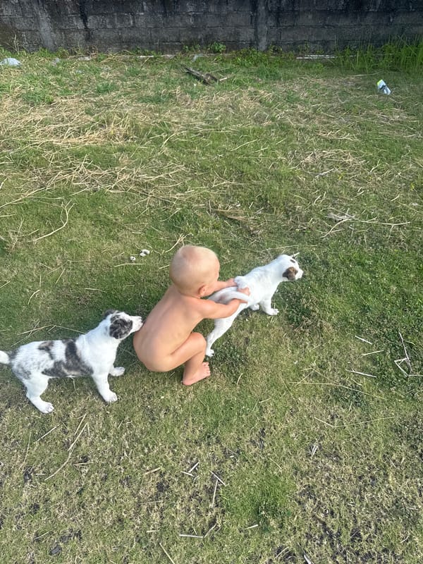 Toddler plays with puppies in sunny Mengwi yard
