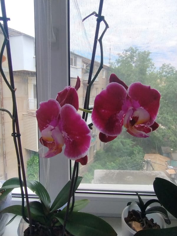 Colorful orchids by the window, plus a Stitch plush