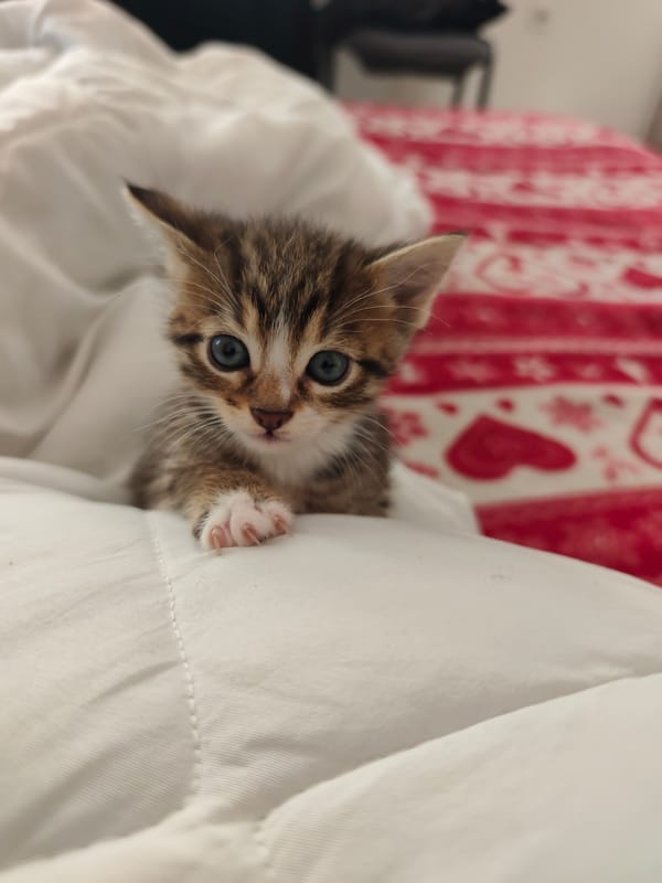 Tabby kitten with blue eyes spotted resting on bedding