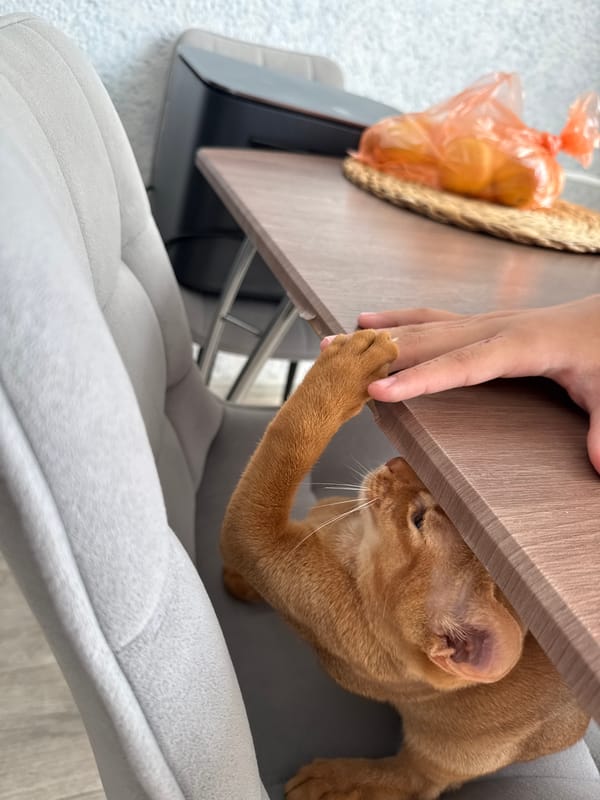 Orange cat under a dining table, doing cat things