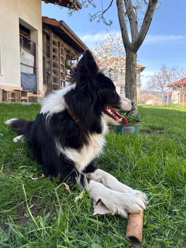 Border Collie rests with toys in Berkovitsa backyard