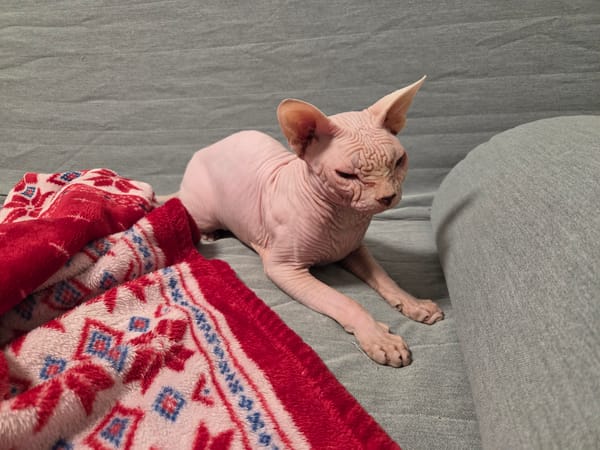 Moscow afternoon: a Sphynx cat, city skies, and garden details