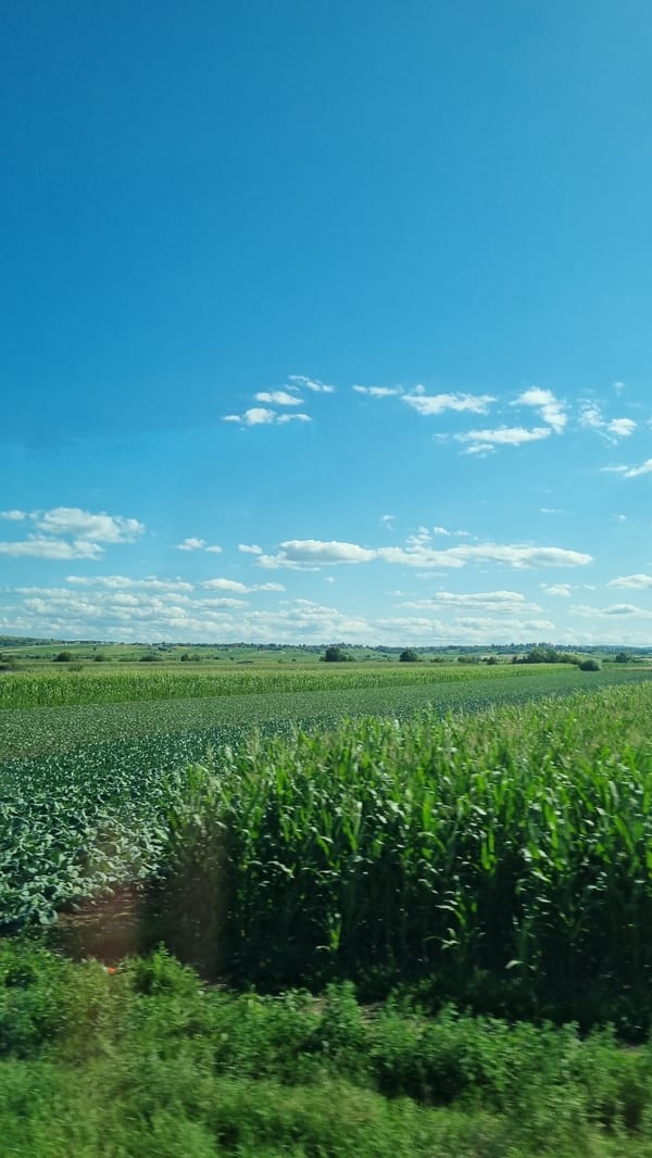 Cornfields spread across a summer landscape in rural Romania.