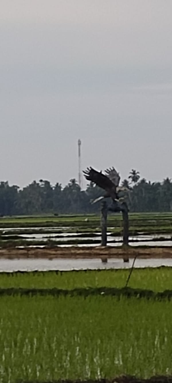 Bird of prey flies over flooded rice fields in Lhokseumawe