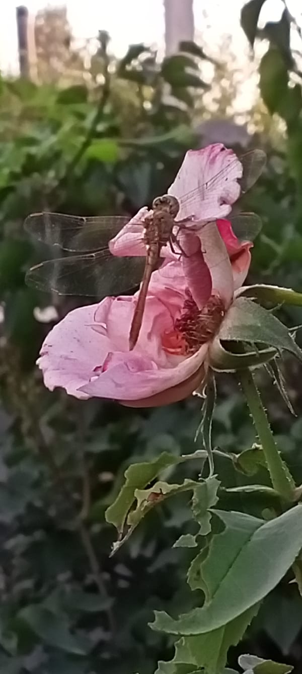 Roses and a dragonfly in a Sokuluk garden