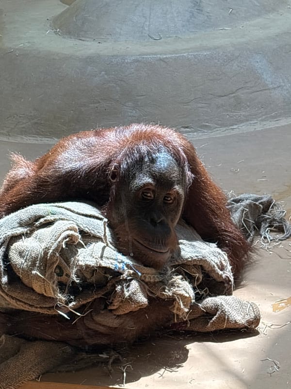 Primates at rest and in motion at Munich Zoo