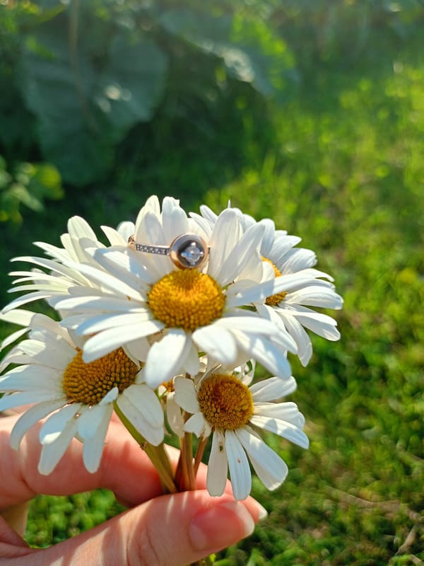 Wildflowers, insects, and open sky in suburban Estonian summer